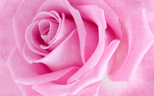 Pink Rose Live Wallpaper APK Download 2023 - Free - 9Apps