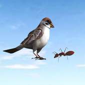 Ant and Sparrow - iStory