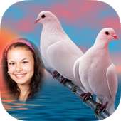 Cool Amazing Dove Photo Frames on 9Apps