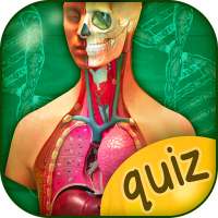 Anatomie Du Corps Humain - Anatomie Humaine Quiz