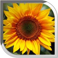 Sunflower Live Wallpaper on 9Apps