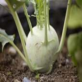 Kohlrabi For Health