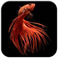 Betta Fish Wallpapers on 9Apps