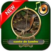 canto de lambu