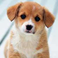 Cute puppies Wallpapers