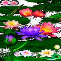 Multicolor Lotus LWP on 9Apps