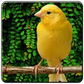 Canaries All Varians on 9Apps