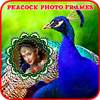 Peacock Photo Frames