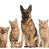 Dogs And Cats Wallpapers