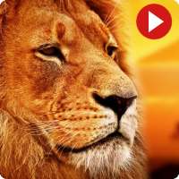 Wild Animals Videos - Wildlife Videos for Free