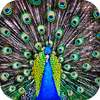 Peacock Live Wallpaper : 7fon & LWP