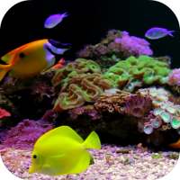Coral Reef Aquarium Video FREE