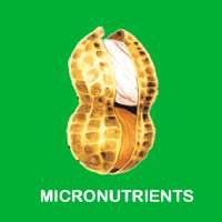 Nutrients Management In Groundnut Cultivation on 9Apps