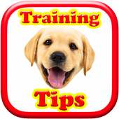 Training Tips For Puppies on 9Apps