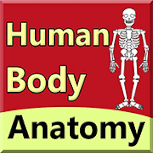 Body Anatomy Guide