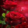 Red Roses Hearts LWP