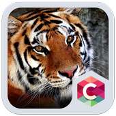 Best Animal Tiger Theme on 9Apps