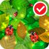 Ladybug Free Live Wallpaper