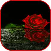 Romantic Roses Wallpaper Animated Gif Images 4K