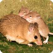 Mouse Family Sim