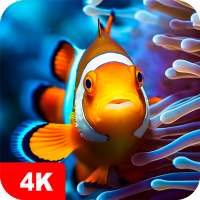 Fish Wallpapers 4K on 9Apps