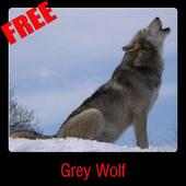 Grey Wolf on 9Apps