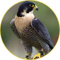 Peregrine Falcon (Animal) sounds