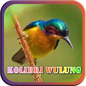 Masteran Kicau Kolibri Wulung