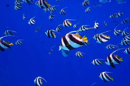 Descarga de la aplicación Fondos de pantalla y fondos de peces 2023 - Gratis - 9Apps Descarga de la aplicación Fondos de pantalla y fondos de peces 2023 - Gratis - 9Apps