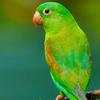 Parrot Sounds - Natural Parrot Sounds Ringtone