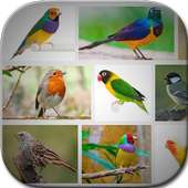 Bird Art Frames on 9Apps