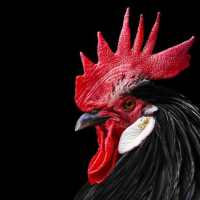 Best Rooster Wallpapers