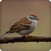 Chipping Sparrow Bird Call Sounds Ringtones on 9Apps
