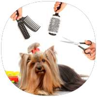 Dog Care & Grooming Guide