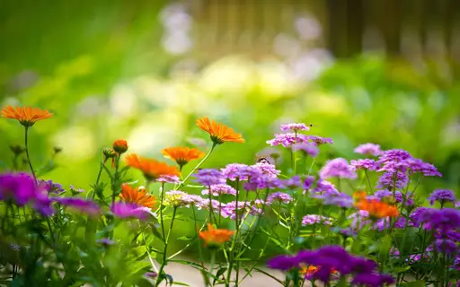 Garden Live Wallpaper APK Download 2023 - Free - 9Apps