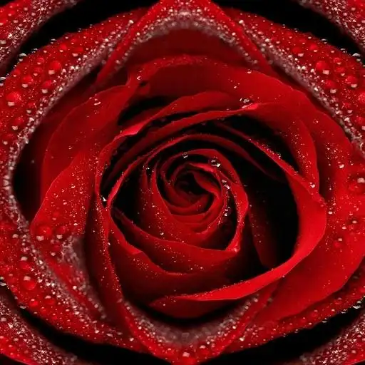 Descarga de la aplicación hermosas flores 2023 - Gratis - 9Apps