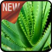 Taking Care of Aloe Vera on 9Apps