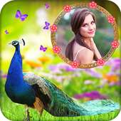 Peacock photo frame on 9Apps