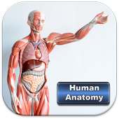 Human Anatomy - Free