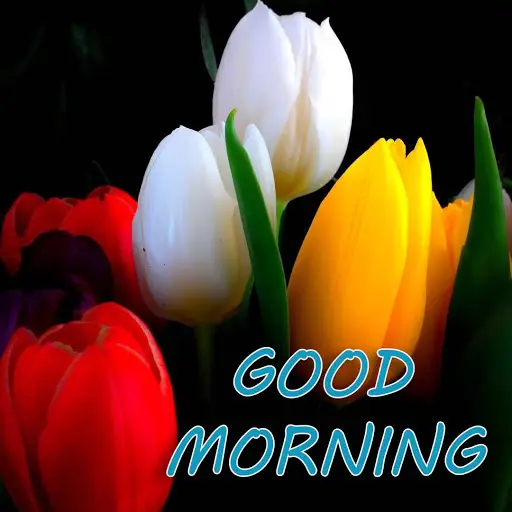 Good morning Flower Images Colorful Roses 4K APK Download 2023 - Free -  9Apps
