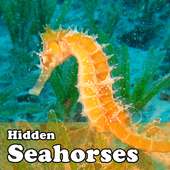 Hidden Object Games-Seahorses