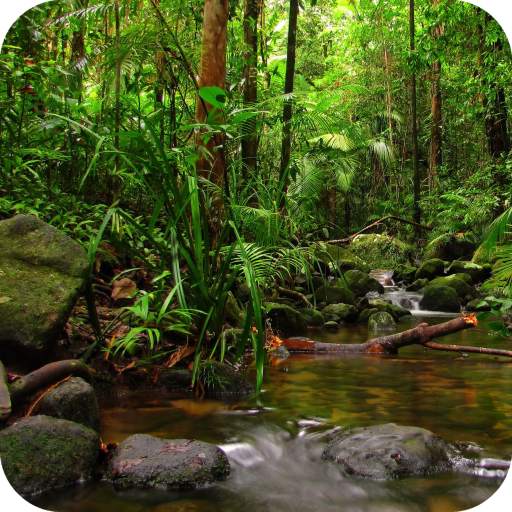 Rainforest Full HD Wallpaper