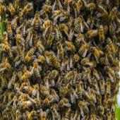 Пчелы on 9Apps