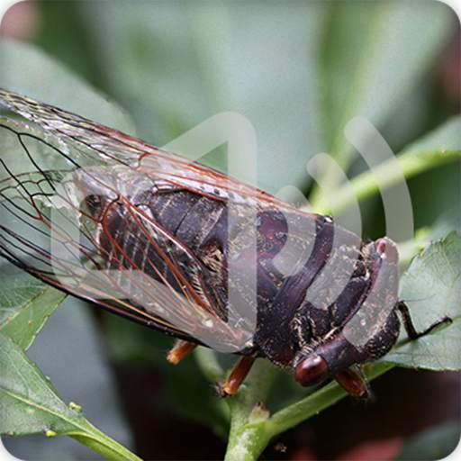 Cicadas Insect Sounds Ringtone