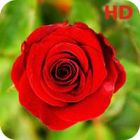 Flower Rose Wallpaper HD