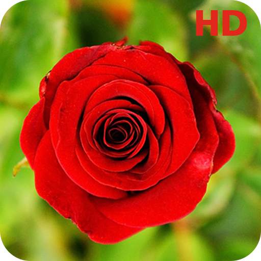 Flower Rose Wallpaper HD