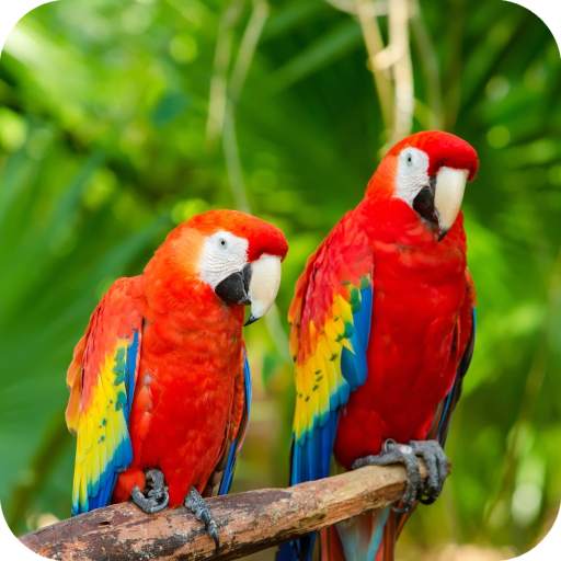 Parrots Wallpaper Best HD