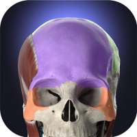 Anatomyka - Anatomía 3D