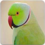 Parrot Sounds : Indian Ringneck Parakeet Sound on 9Apps