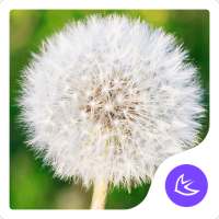 Dandelion|APUS Launcher theme